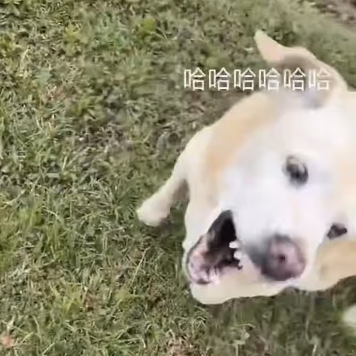 comeongogo Collection