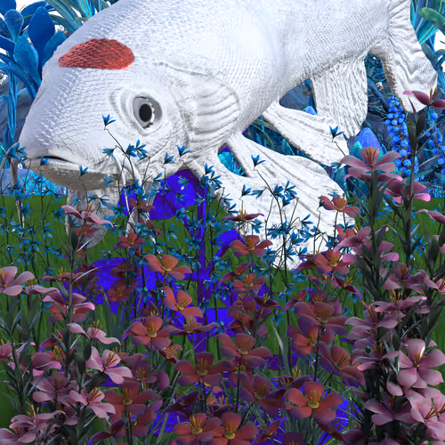 Koi Korn VUgT9bY8Lc