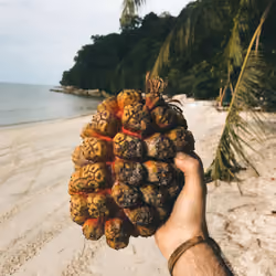 Beach Pineapple