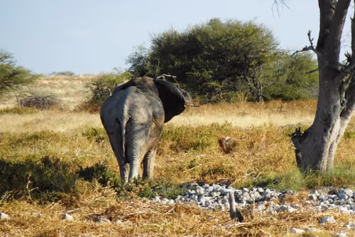 Item #63682710319350624094838254905178259750397388884382720926864962548607276285953 Media