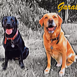 My Labrador's - #07