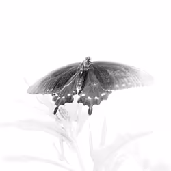 Polydamas Swallowtail #01