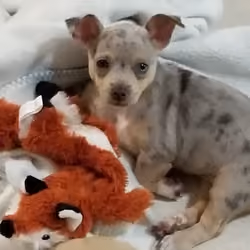Fauna and the Fox