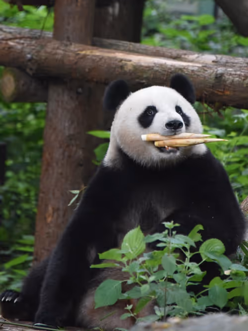 Item #114897420147735578996875144627115122561638223557948297077066948211323296546817 Media