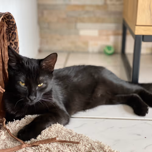Chichthecat