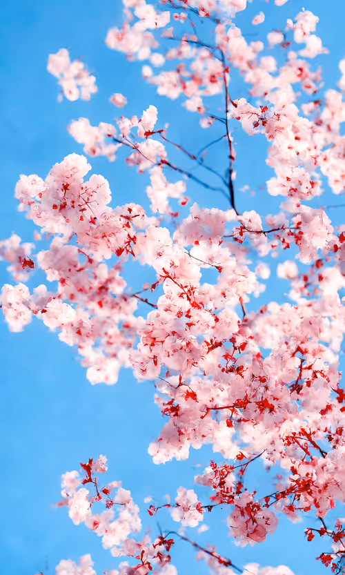 Item #86298927836173340759374398595944299196089349616640607887789778047576328634369 Media