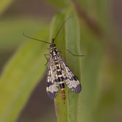 Scorpionfly - Panorpa Communis
