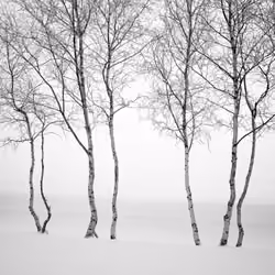 Sound of Silence #40