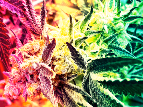 Item #83970981387443879143921485150900069530799783516997234463864977566673145954305 Media