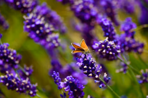 Item #90242850713282573943473333333408540290237184150123135597774242556177224302593 Media