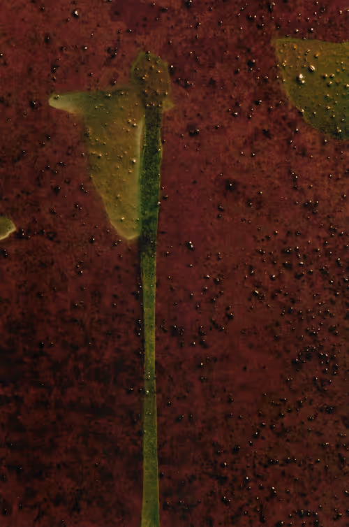 Item #23362206080031759863674021537611628681475652794224112579979904934338120122369 Media