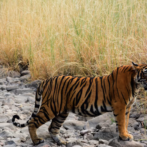 The Types Of Tigers In The World
