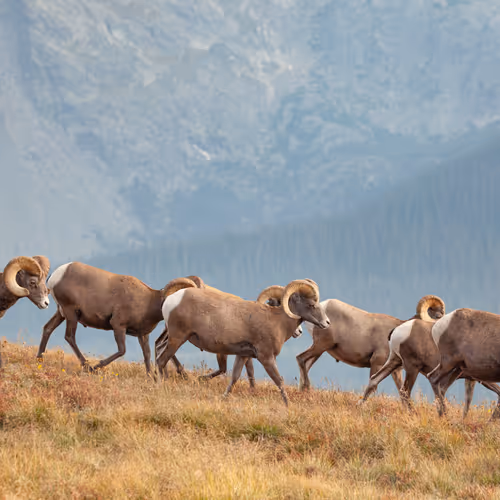 Balance #20 Big Horn Sheep 