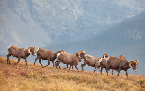 Item #19207338348144225692080396183640865546201068415206893468727031798089304244225 Media