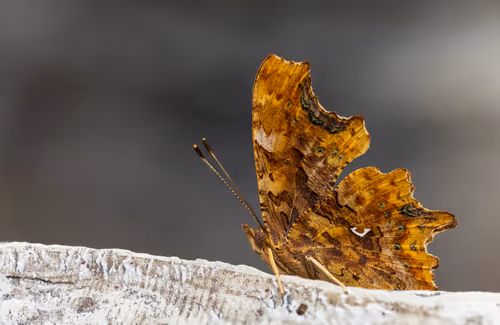 Item #11893448461842202167923125391346137616384292588036434545660885362732727009281 Media