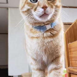 Japan Cute Cat Chatora