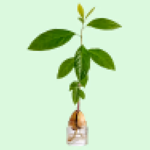 Nft Plants