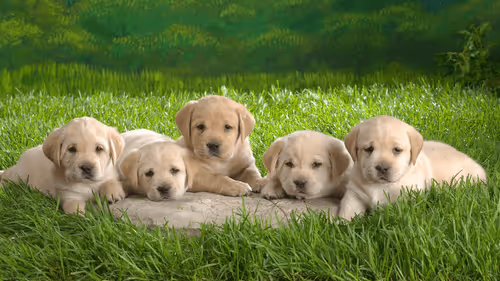 Item #48492640490822850333298986931708513803720436110442566556450274884204317638657 Media