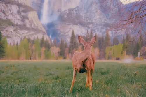 Item #65389115153694578478564242241340255981733508835170709142805133205324496371713 Media