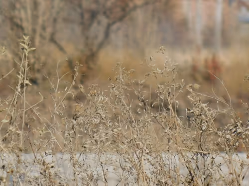 Item #27283932604272765332707332393483108507433544599648265562209736076713357475841 Media