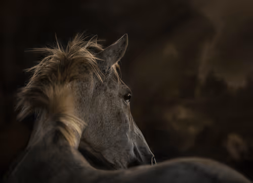 Item #12333759371985289416686528618250941787801478820548931806244366486636205178881 Media