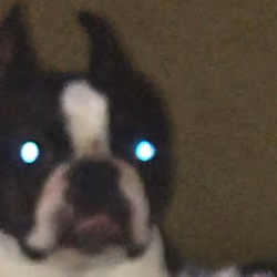Possessed Doggo