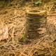 Untitled (Stump) 1/50