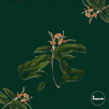 Ai Lucky Plants QGKGlimXUx