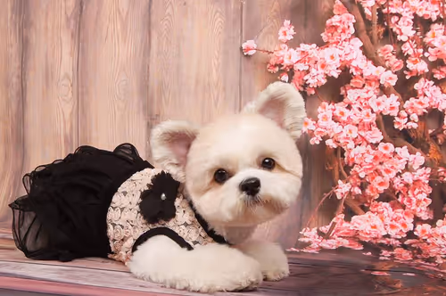 Item #21607923784025543658024067331009769919395041958272689574271021099071156781057 Media