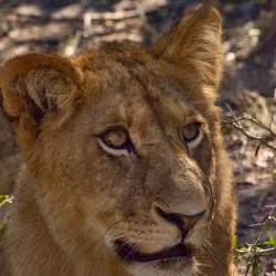 Lion Cub #1