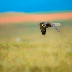 Amur falcon