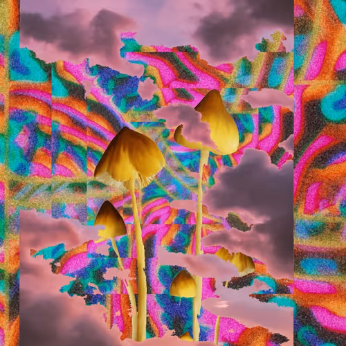 Mushroom Dimension