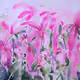Pink flowers