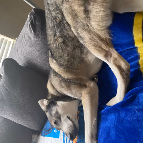 Doggo