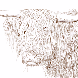 Shaggy Highland