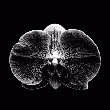 Item #26494094520007213543043511837847316056176597557472414675913835194498450194433 Media