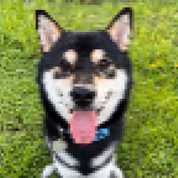 Goro ichi