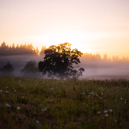 Alone in a Meadow