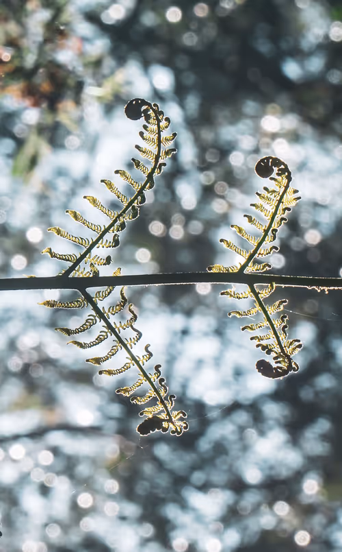 Item #61140817841535323188943582947873458398896939162862574355994582708442181402625 Media