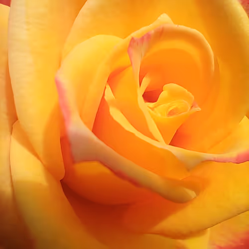 stephanuova Collection