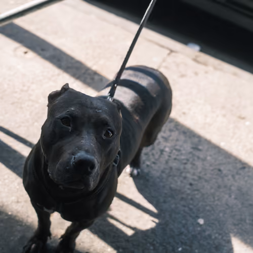 A GOOD BOY