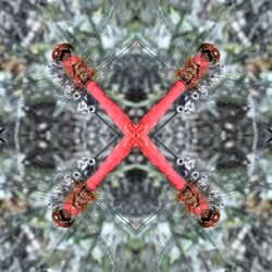 dragonX