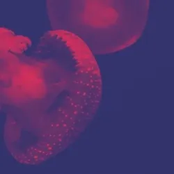 Cnidaria #11