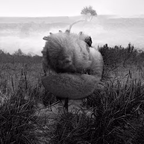 The Non Human Artwork Project
