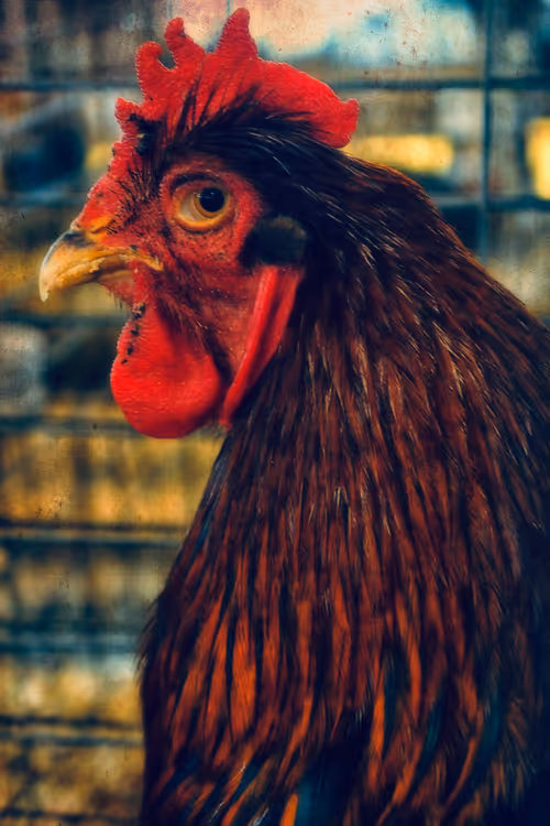 Item #57454491023137916107007493201948815472587961712729591816545853680686376943617 Media