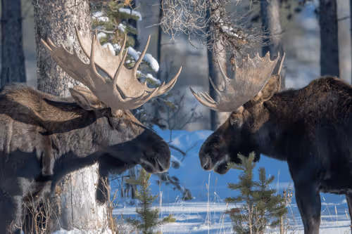 Item #75327773977478481342617408825992038679247000512655161408739199602390839853057 Media