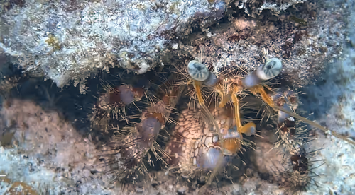 Item #80965803268169370603932631570667161375508893671094224909166963920404249313281 Media