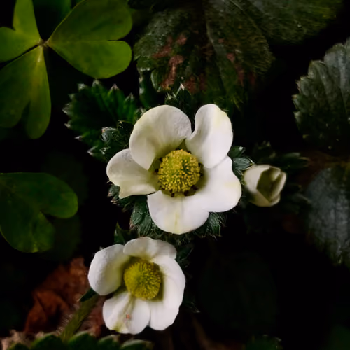 Wild Strawberry