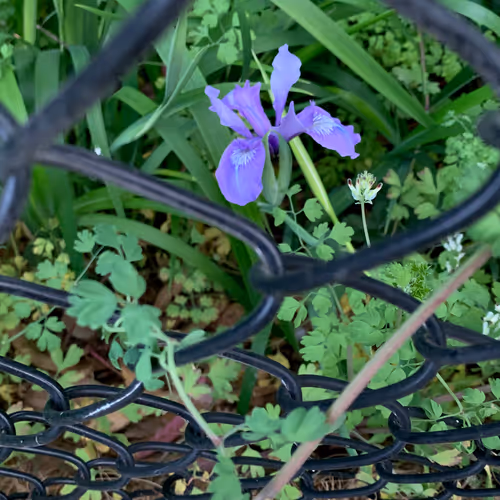 Item #81393590591900820048764161252744971355919767669927954307435201783796724662273 Media