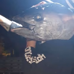 Tuna head